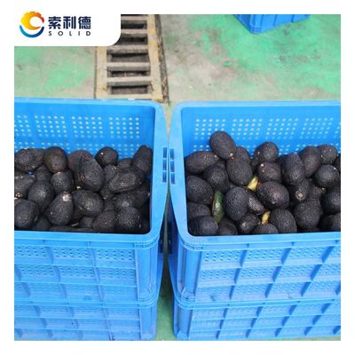 500 kg/h koudgeperste avocado-olie-extractielijn met centrifuge-extractie-machine